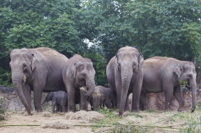 Elephants and their children standing in front of tree